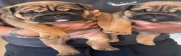 English Bulldog dogs for sale: Quality English bulldogs  - Advert 14