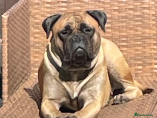 Bullmastiff dogs Bullmastiff girl - Advert 3