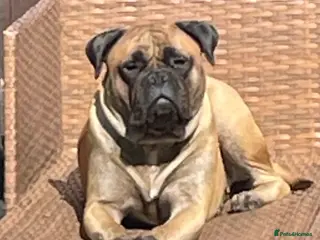 Bullmastiff dogs Bullmastiff girl - Advert 10