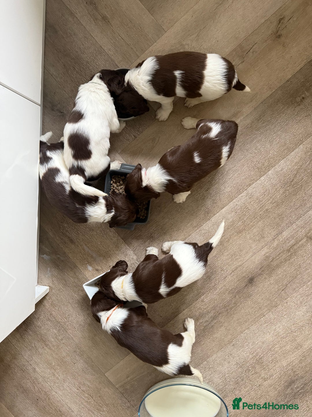 English Springer Spaniel dogs for sale: ENGLISH SPRINGER SPANIEL - Image 14