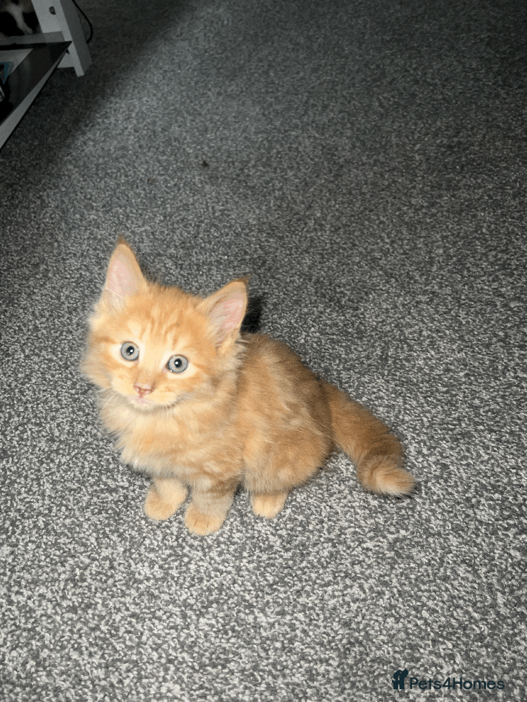 Domestic Shorthair cats for sale: Loving Home-Raised Kittens for Sale - Read Discrip - Image 15