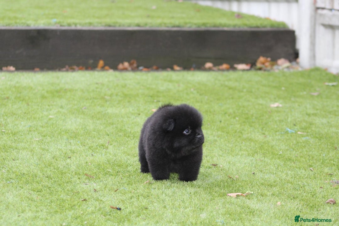 Chow Chow dogs for sale: 🐾Chow chow cross Japanese chin 🐾 - Advert 19