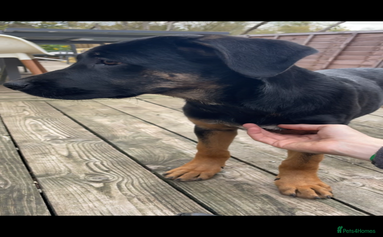 Mixed Breed dogs - Advert 8