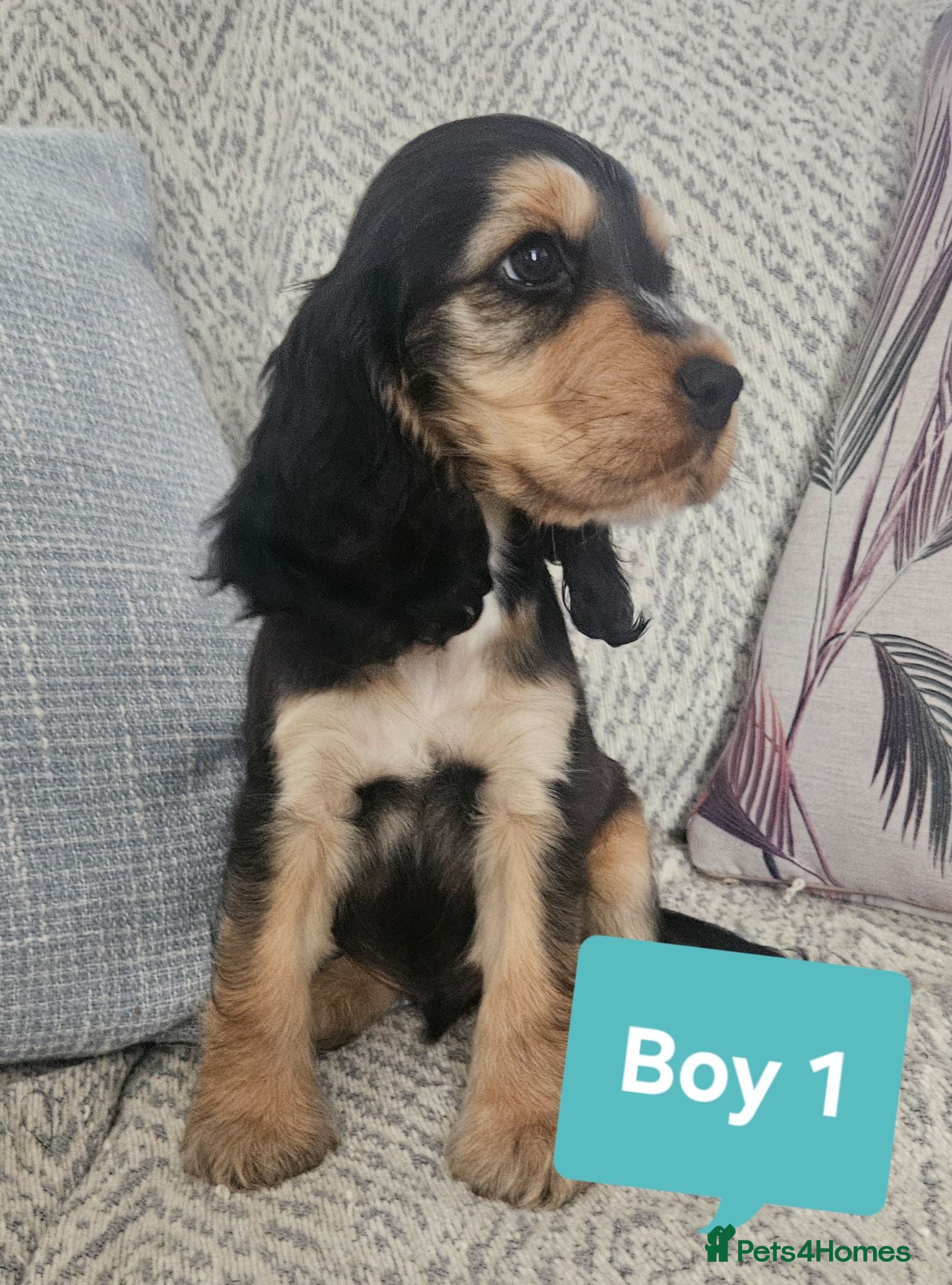 Cocker Spaniel dogs Ready to go 3boys 1 girl Left Show cocker spaniels - Advert 1