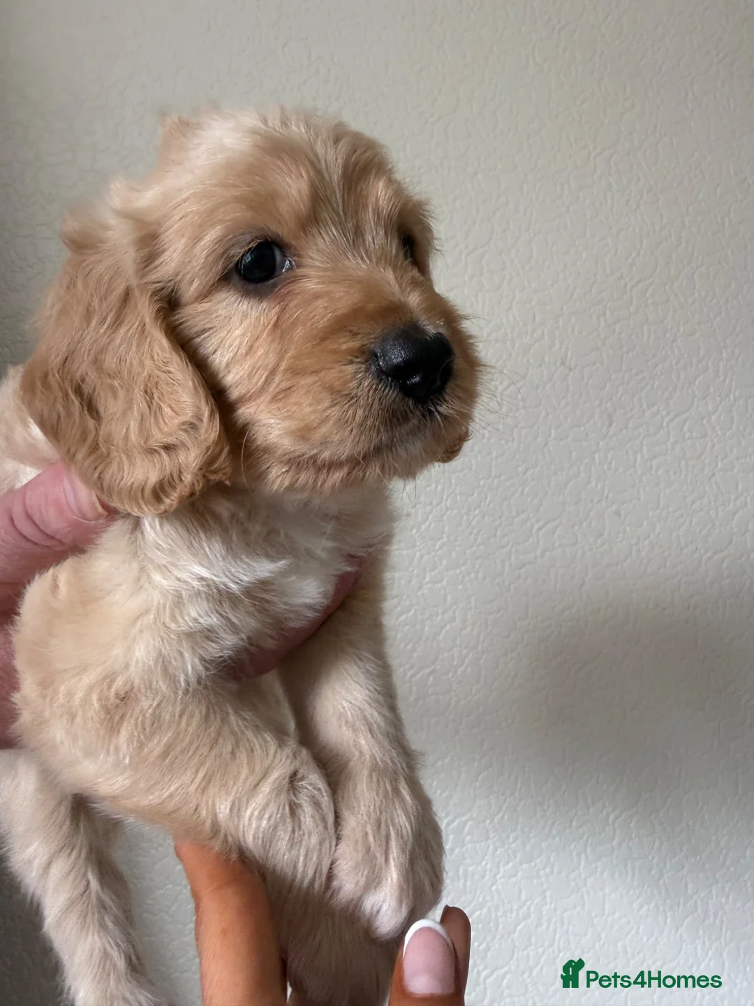 Cockapoo dogs for sale: Ready to leave beautiful cockerpoo puppies  - Advert 10