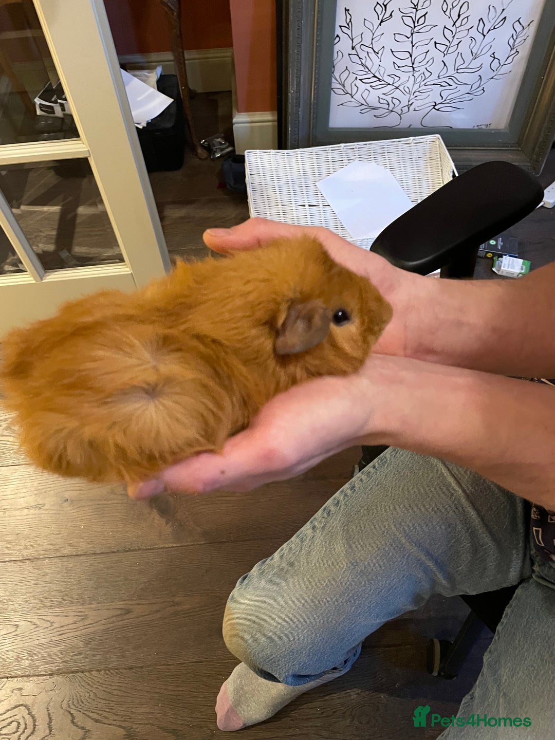 Guinea Pig rodents for sale: Lovely male Abyssinian  - Advert 4