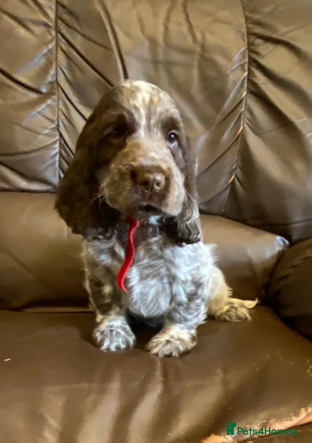 Cocker Spaniel dogs for sale: KC Registered Cocker Spaniel Pups For Sale - Advert 9