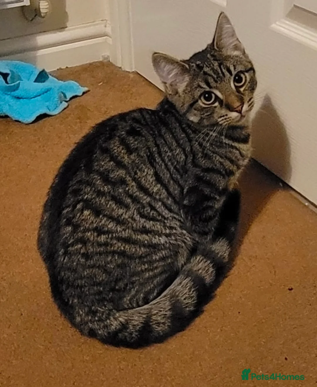 Mixed Breed cats for sale: Re-home: 10 month old indoor cat. Great with dogs. in Larbert - Advert 2