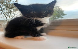 Mixed Breed cats for sale: 3 super fluffy cute kittens  - Image 3