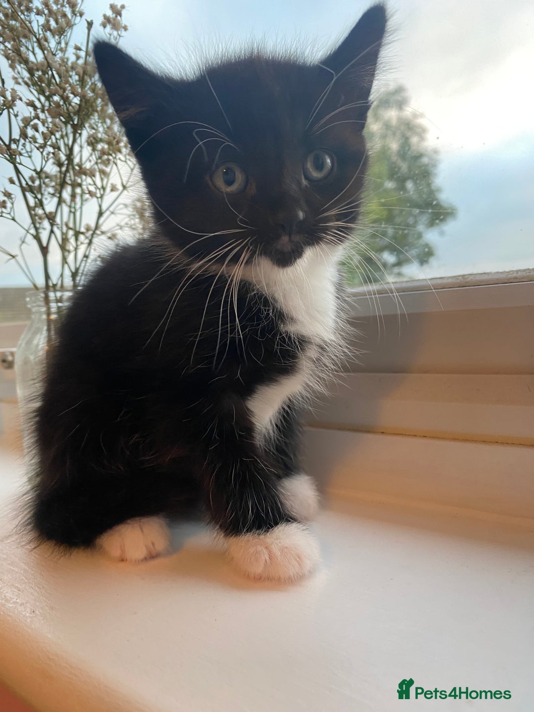 Mixed Breed cats for sale: 3 super fluffy cute kittens  - Image 3