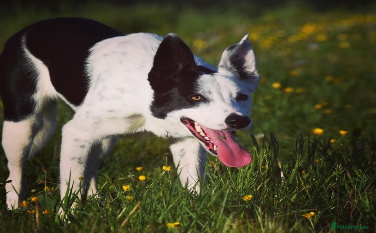 Border Collie dogs - Advert 2
