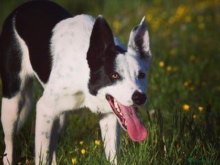 Border Collie dogs for sale: Spotty - Advert 1
