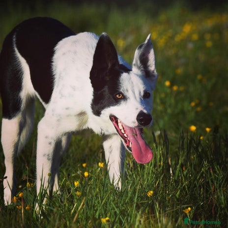 Border Collie dogs Spotty - Advert 1