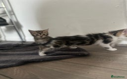 Mixed Breed cats for sale: 3 beautiful tabby’s - Image 7