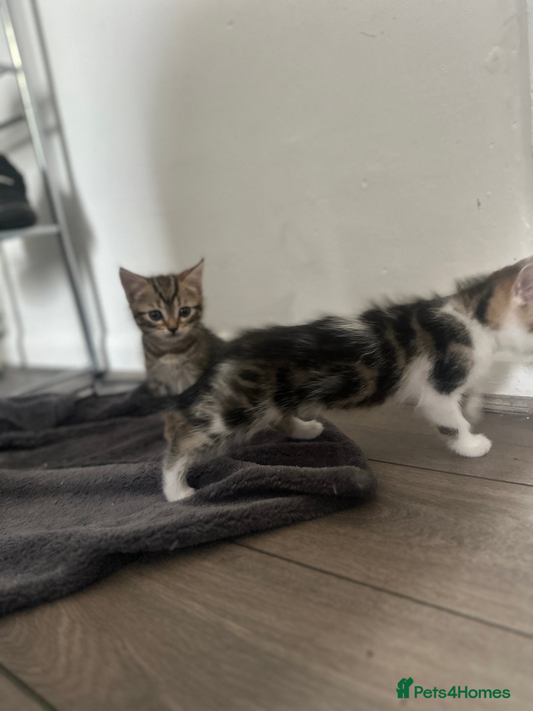 Mixed Breed cats for sale: 3 beautiful tabby’s - Image 7