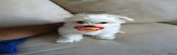 Maltese dogs for sale: Five beautiful Maltese puppies  in London - Advert 3