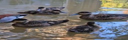 Ducks poultry for sale: Blue billed teal - Advert 4