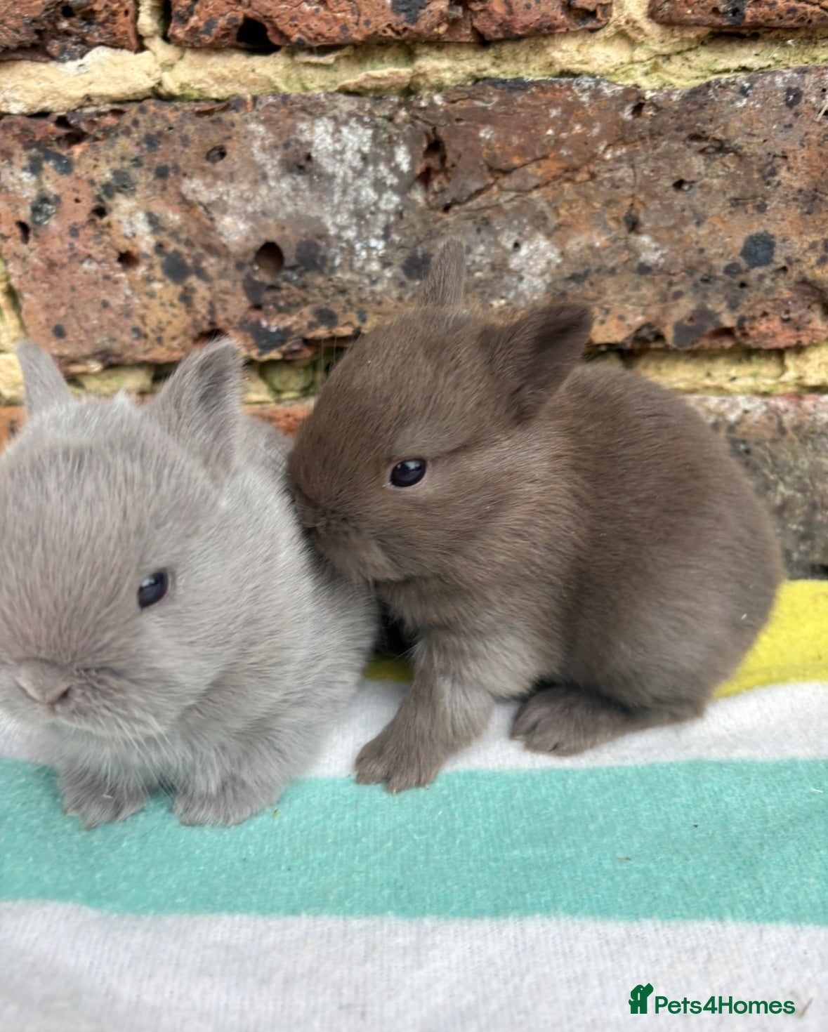 Netherland Dwarf rabbits Friendly Netherland Dwarf bunnies - Advert 13