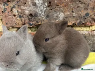 Netherland Dwarf rabbits Friendly Netherland Dwarf bunnies - Advert 13
