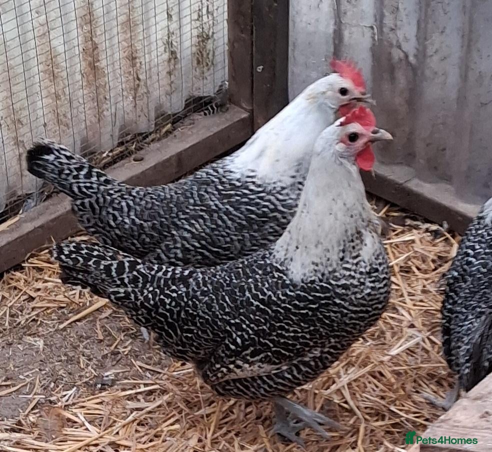 Chickens poultry Braekel chickens large fowl  - Advert 2