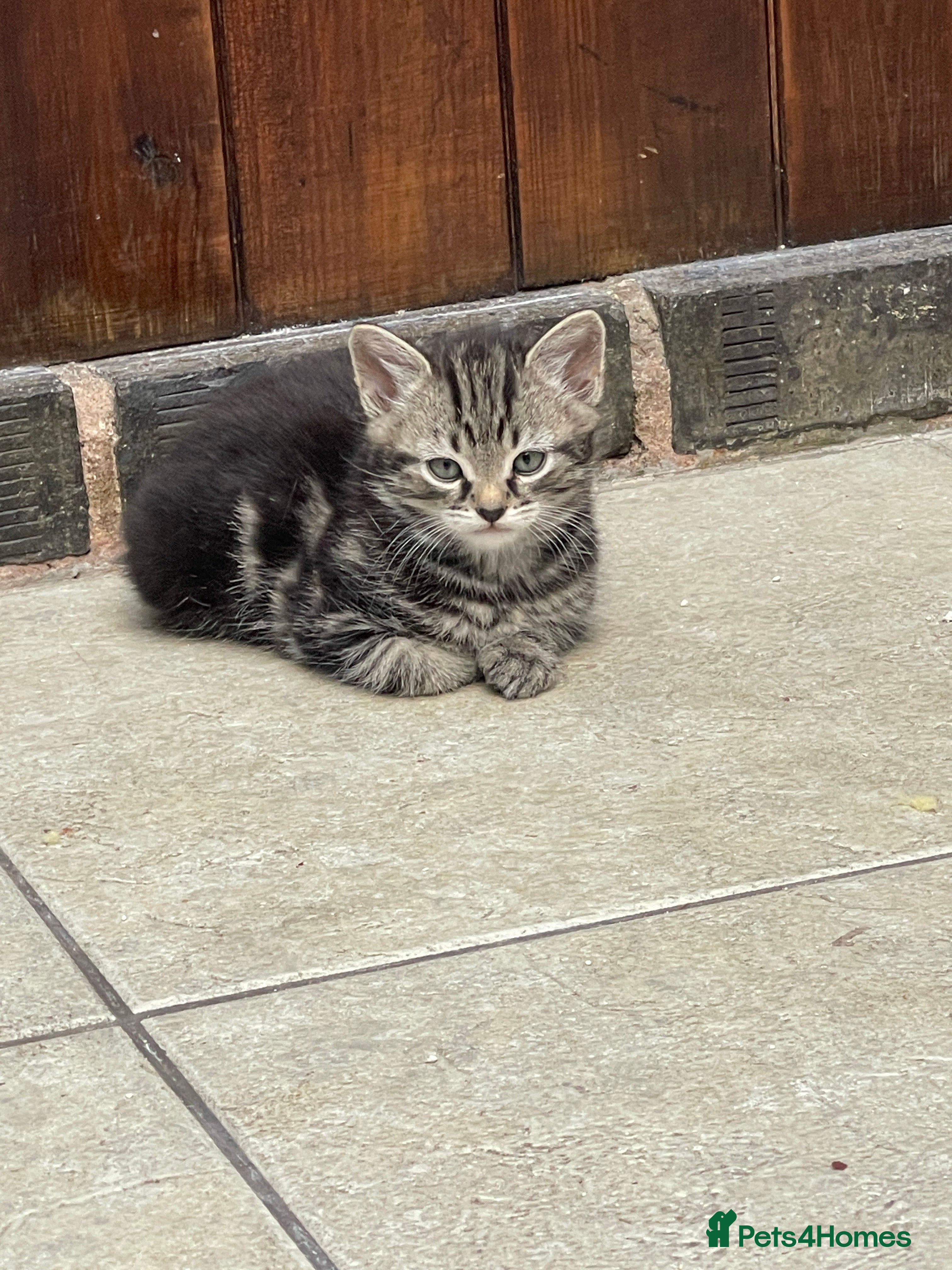 Mixed Breed cats Adorable kittens  - Advert 2