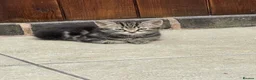 Mixed Breed cats for sale: Adorable kittens  - Advert 2