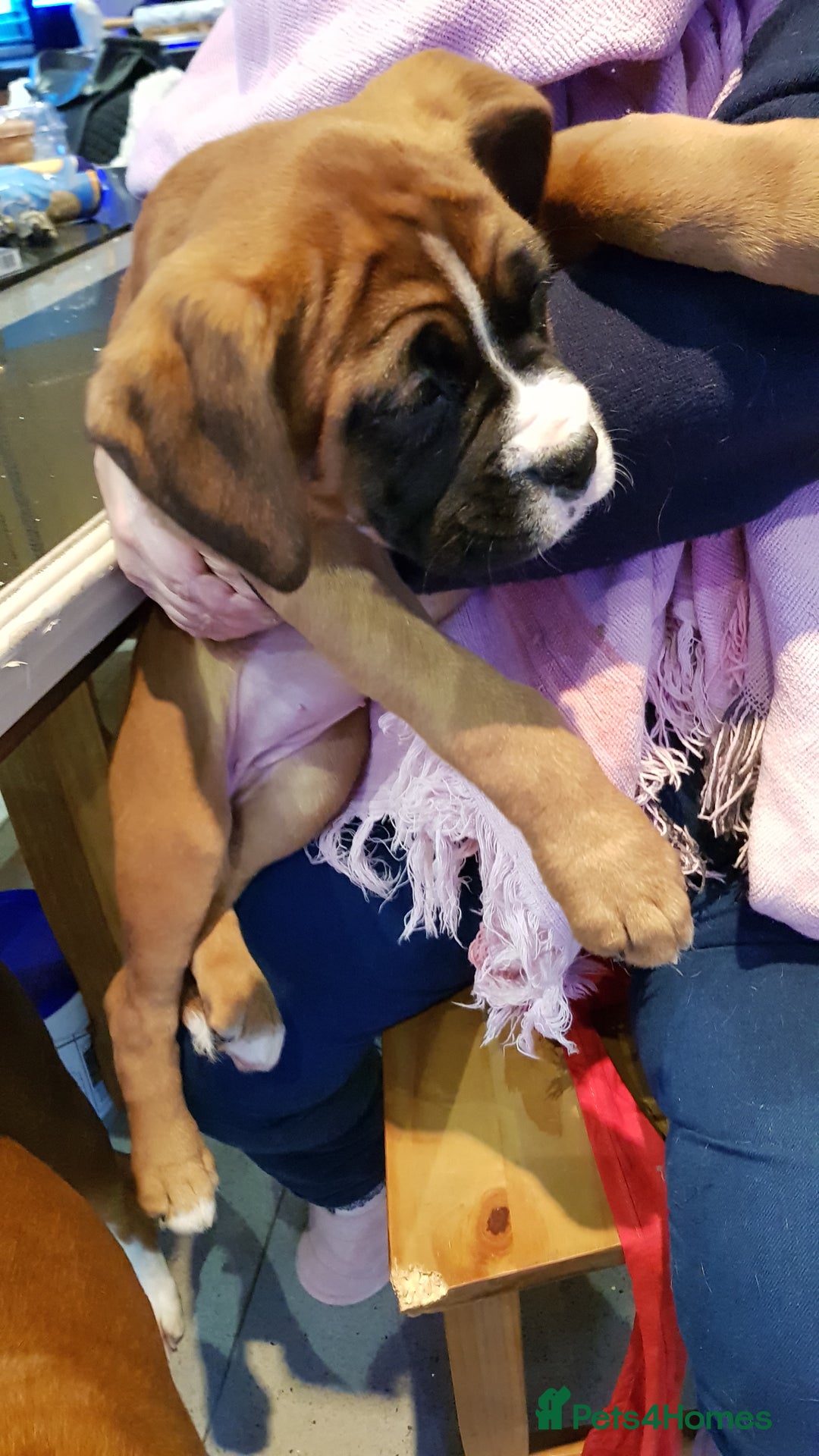 Boxer dogs for stud: Kc Registered and Heart scored Stud dog in Herne Bay - Image 12