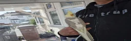 Cockatiels birds for sale: Super Hand Tamed cockatiel for sale  - Advert 9