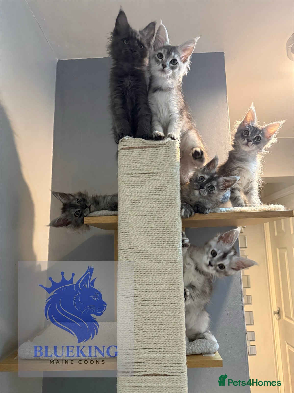 Maine Coon cats 👑 champion high silver poly Maine coon kittens 👑 - Advert 18