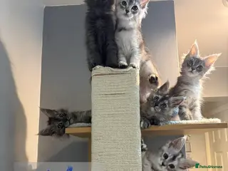 Maine Coon cats 👑 champion high silver poly Maine coon kittens 👑 - Advert 18