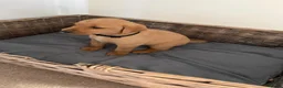 Labrador Retriever dogs for sale: PLAYFUL DEEP FOX RED LITTER, FULLY HEALTH TESTED - Advert 5