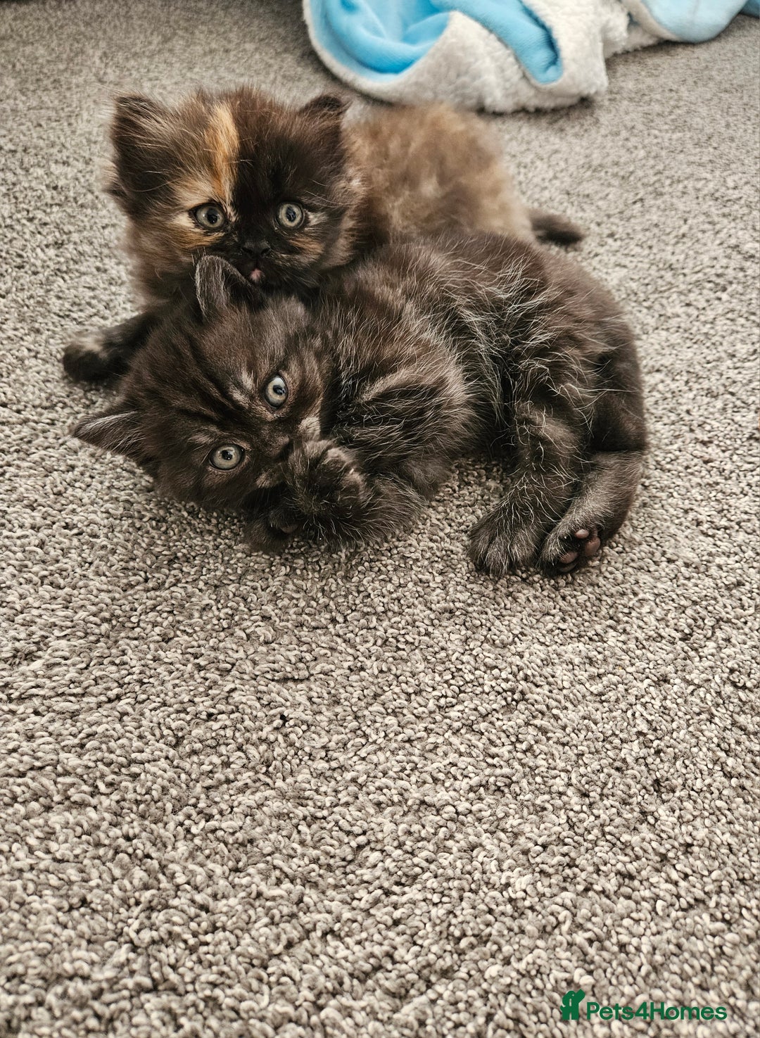 Scottish Fold cats for sale: Adorable Scottish fold Straight Ears Kittens  - Image 23