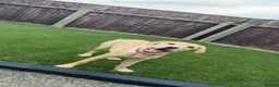Labrador Retriever dogs for sale: 6 month old lab for sale  in Stockton-on-Tees - Advert 4