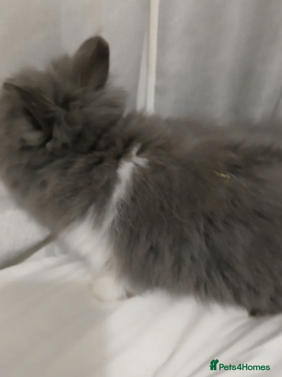 Lionhead rabbits for sale: Lionhead baby rabbit - Advert 6