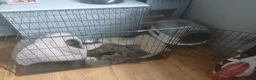 Mixed Breed cats for sale: Russian blue, mixed breed - Advert 9
