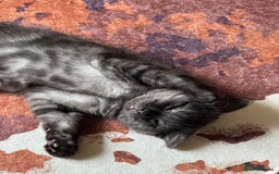 Scottish Fold cats for sale: Adorable 3 Months Old Scottish Fold Boy - Image 4
