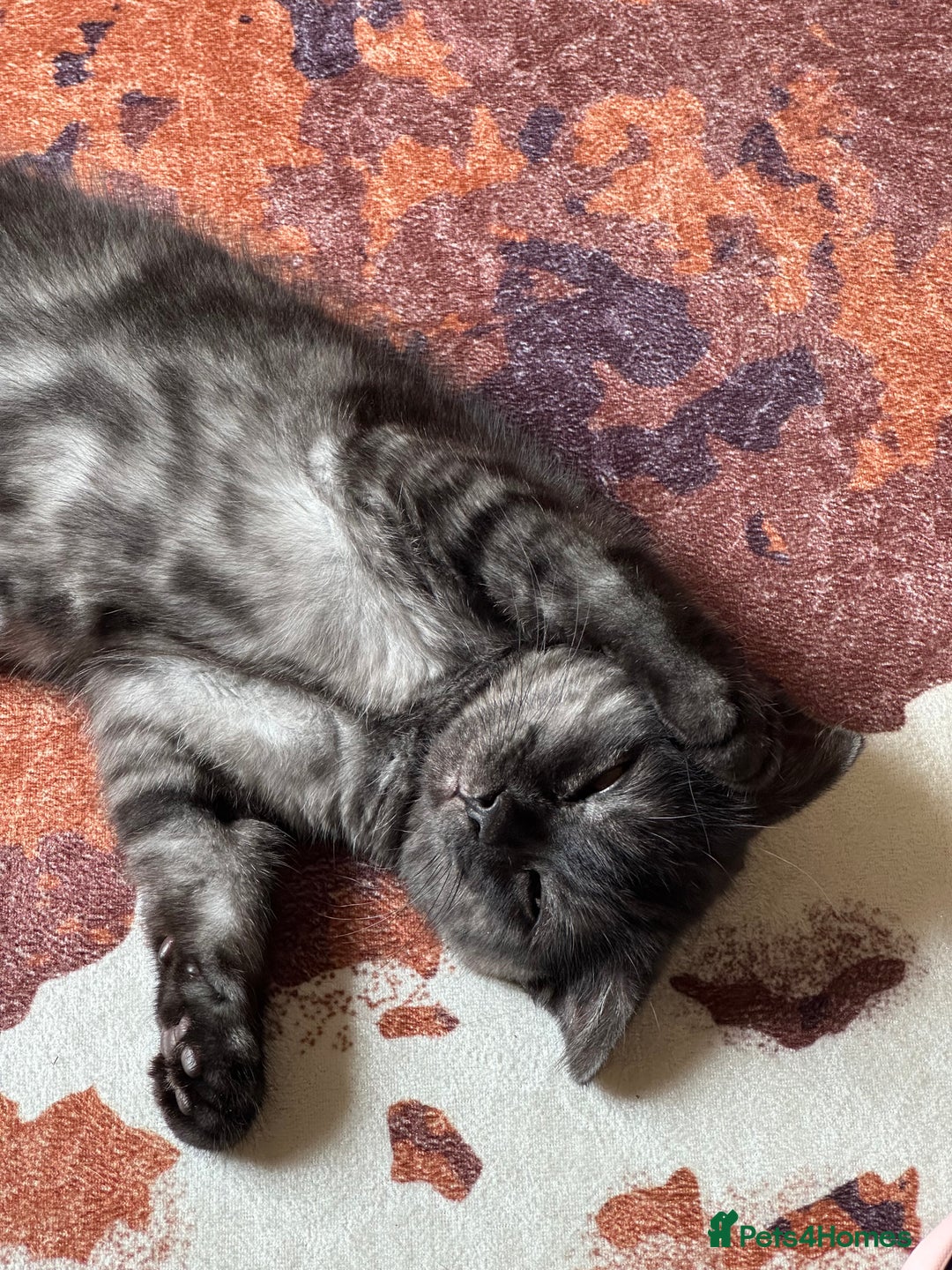 Scottish Fold cats for sale: Adorable 3 Months Old Scottish Fold Boy - Image 4