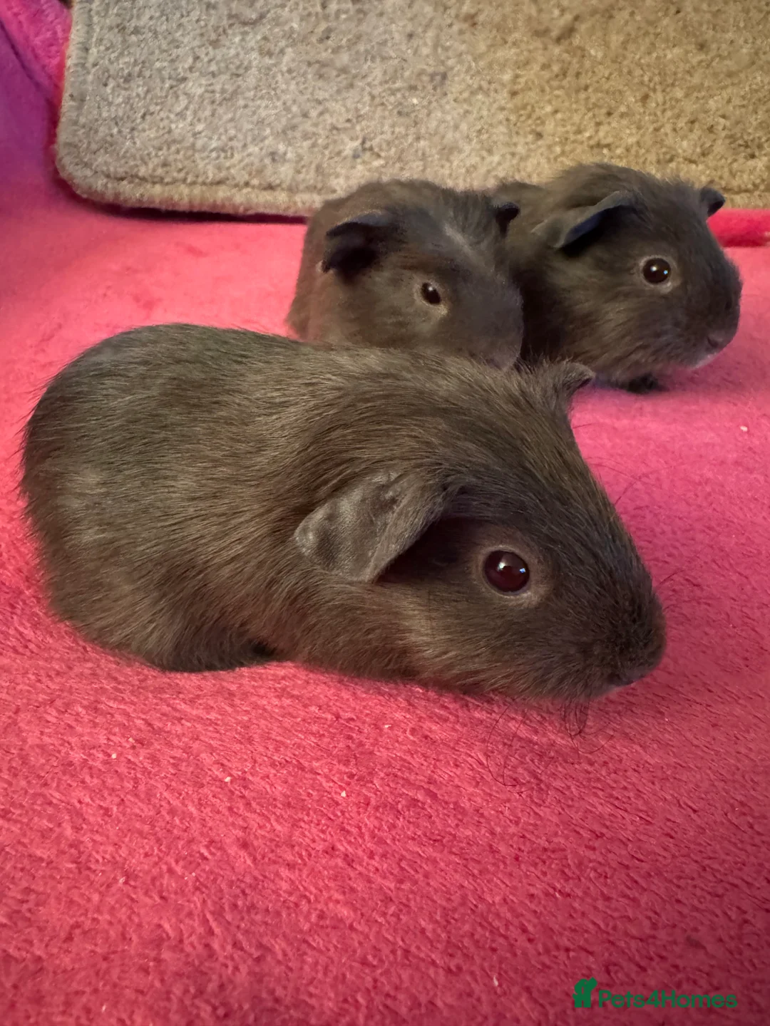 Guinea Pig rodents for sale: Slate guinea pig crested boar /baby sows  - Advert 5