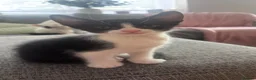 Mixed Breed cats for sale: Beautiful kittens looking for forever home  in Southampton - Advert 4