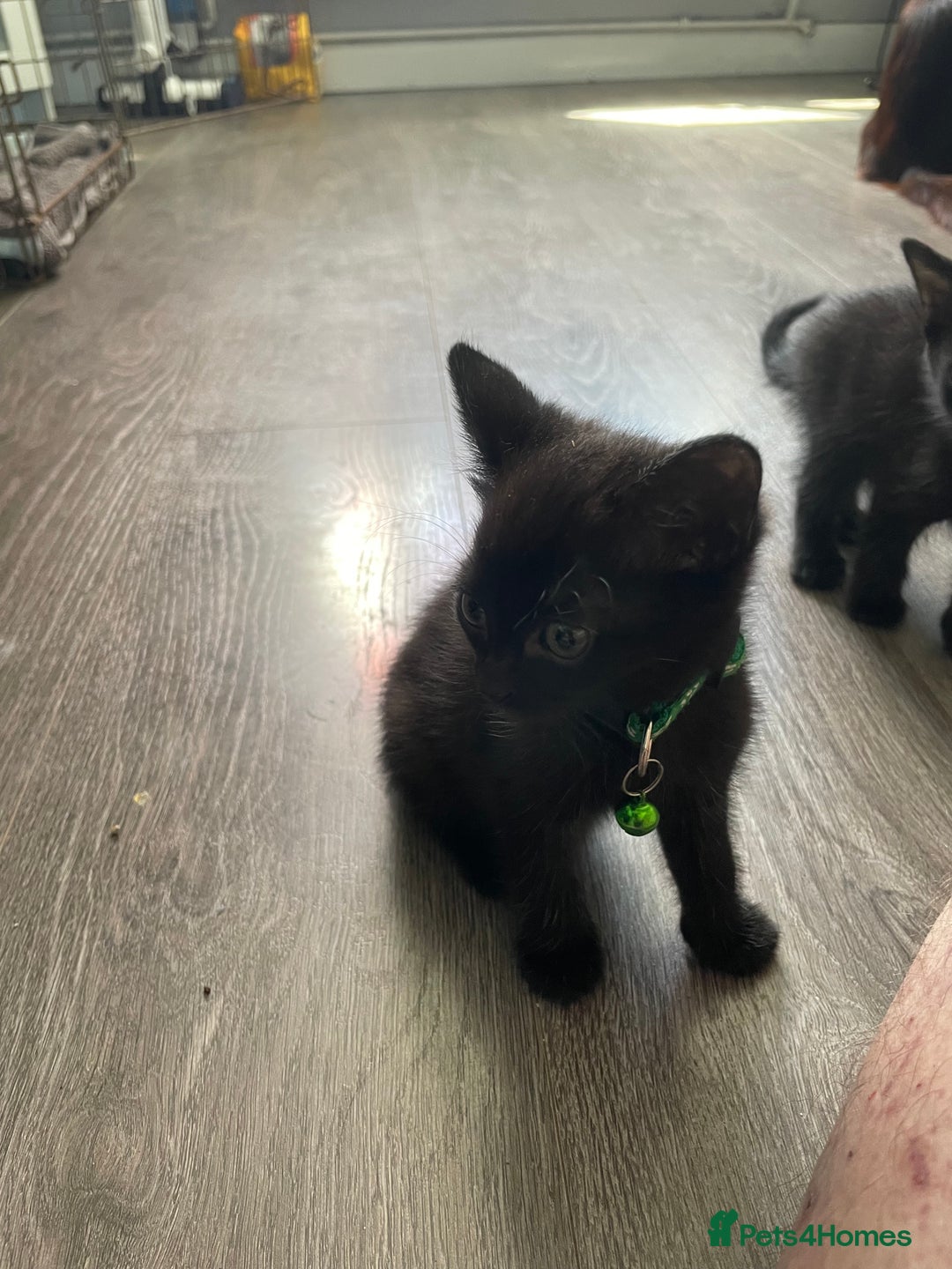 Mixed Breed cats for sale: 2 kittens available  - Image 1