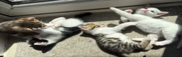 Bengal cats for sale: Beautiful Bengal mixed kitten🐆ready now!  - Advert 6