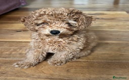 Toy Poodle dogs for sale:  Toy Poodle Puppy Looking for a Loving Home - Image 11