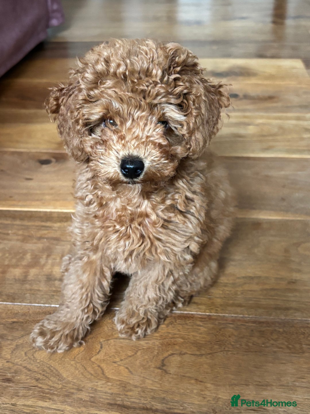 Toy Poodle dogs for sale:  Toy Poodle Puppy Looking for a Loving Home - Image 11