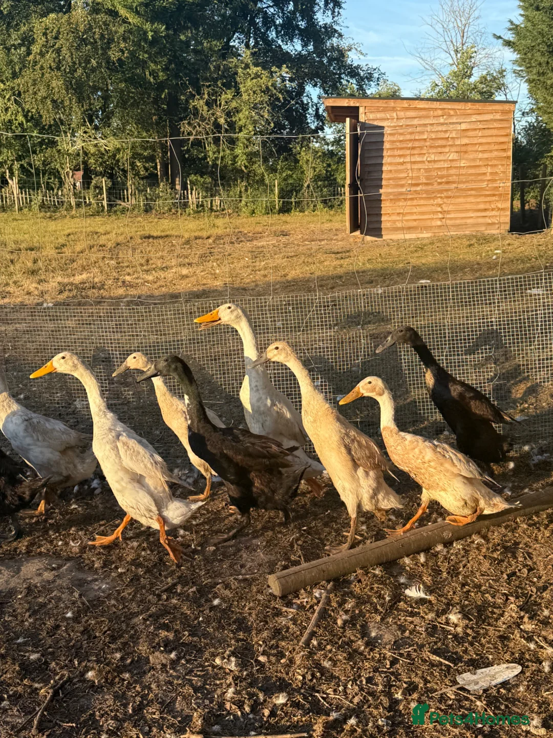 Ducks poultry for sale: Runner Ducks  - Advert 1