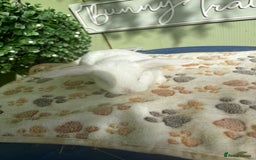 Mini Lop rabbits for sale: ❤️❤️Beautiful minilop bubbies for sale ❤️❤️ - Image 12