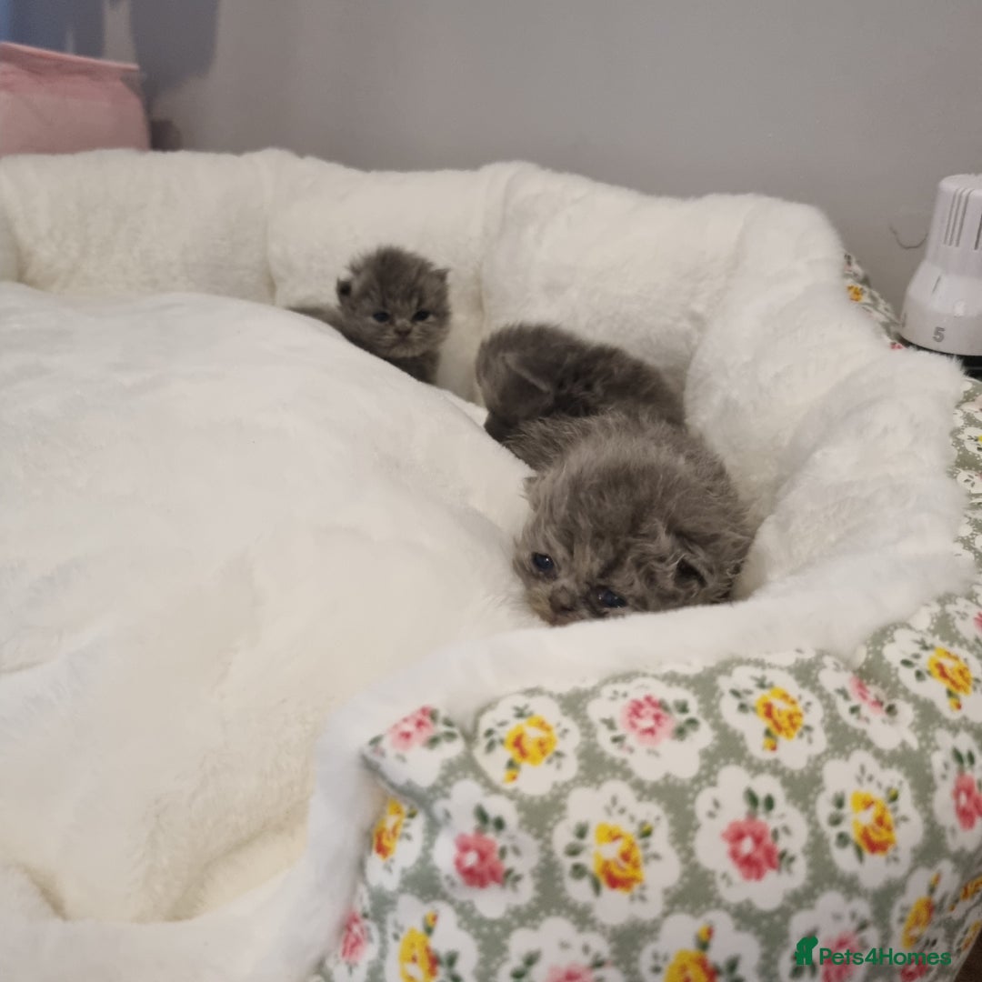 Persian cats for sale: Beautiful grey persian kittens - Image 13