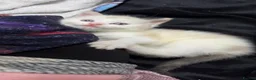 Mixed Breed cats for sale: Kittens - Advert 10