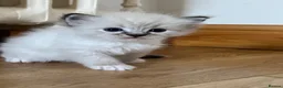 Ragdoll cats for sale: Stunning ragdoll kittens - Advert 25