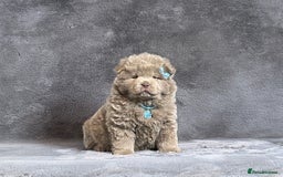 Chow Chow dogs for sale: Exotic colour pure chow chow puppies for sale - Image 14