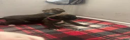 Boxer dogs for sale: Beautiful KC registered boxer puppies in Okehampton - Advert 8